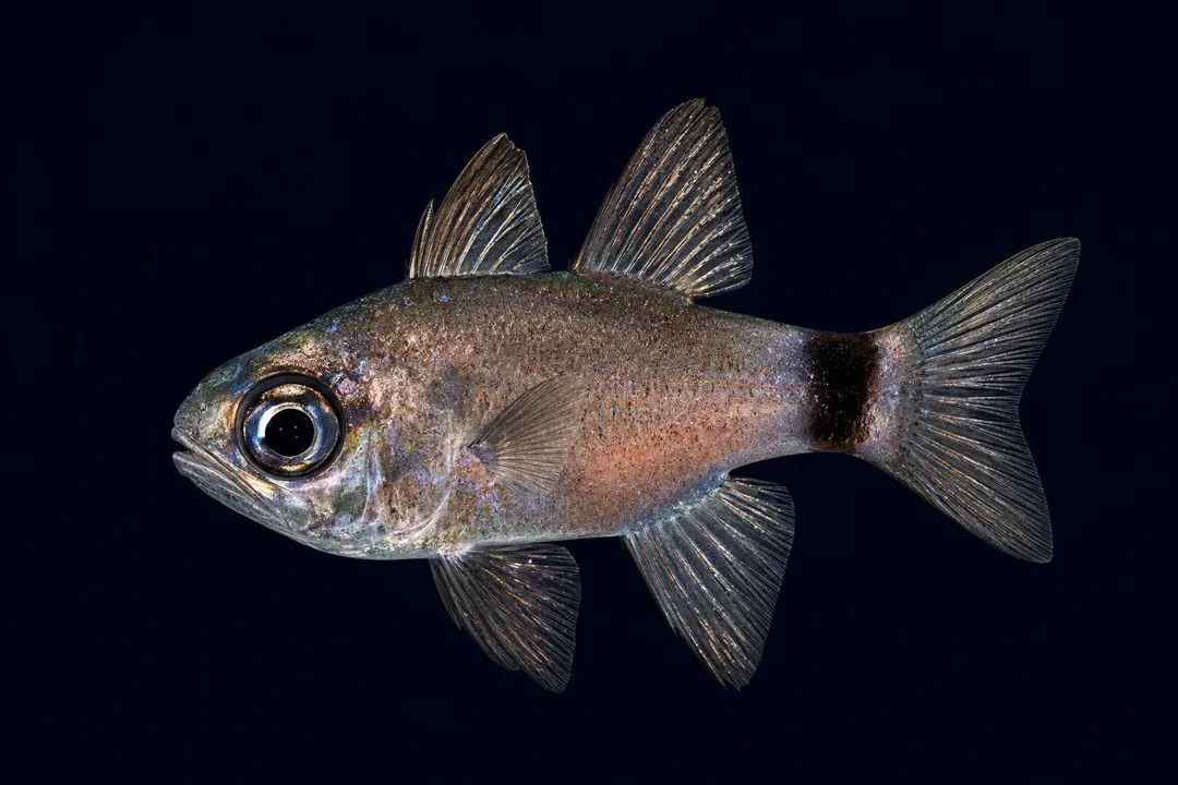 Banda Cardinalfish