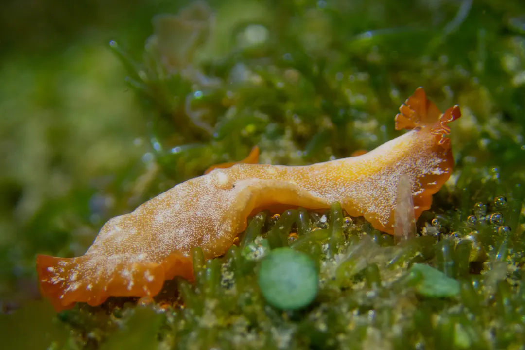 KATO'S FLATWORM (Phrikoceros katoi)