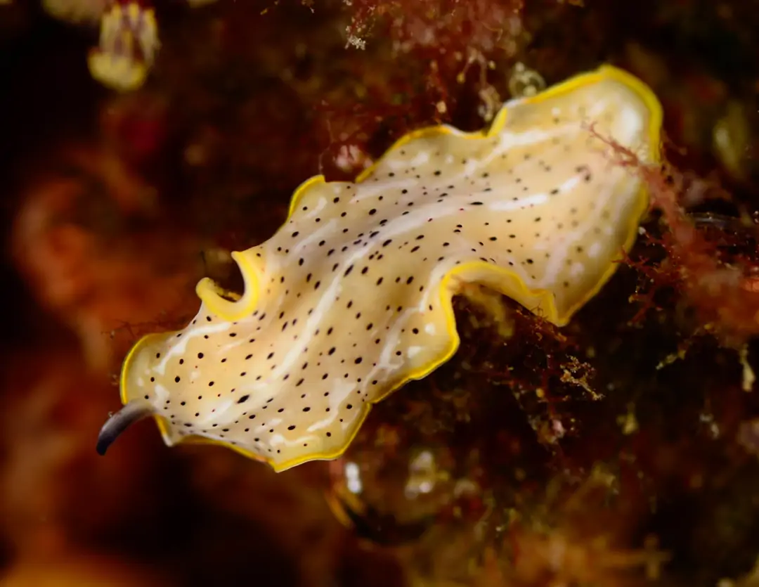 Seabook: Moseley's Flatworm