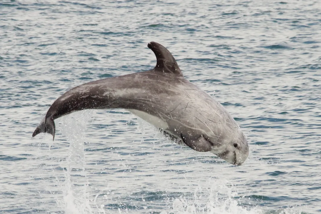 Risso's Dolphin