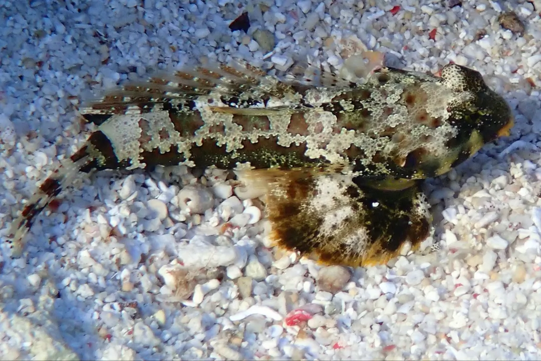 Scooter Dragonet