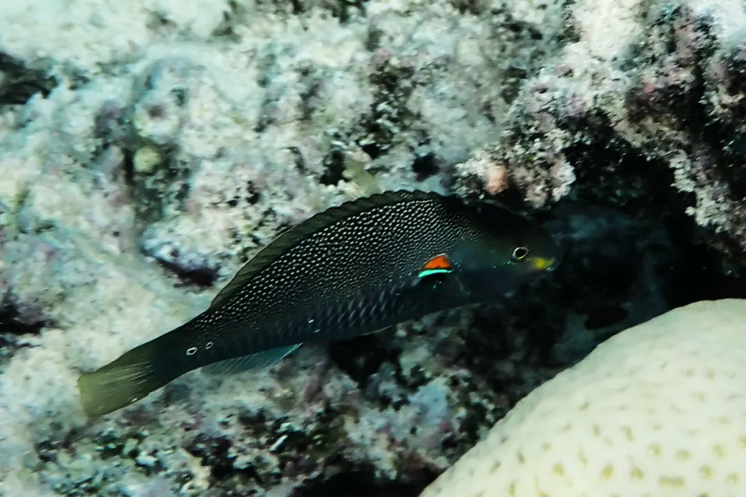Redshoulder Wrasse (female) (Stethojulis bandanensis)