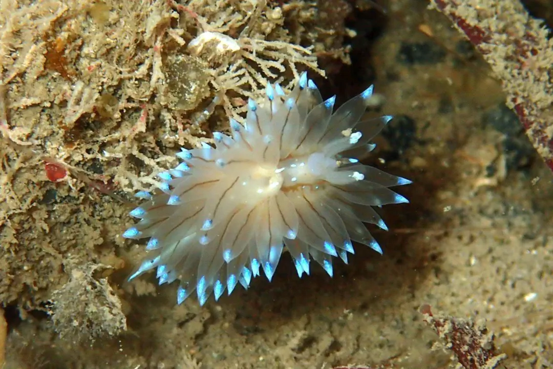 Crested Aeolis