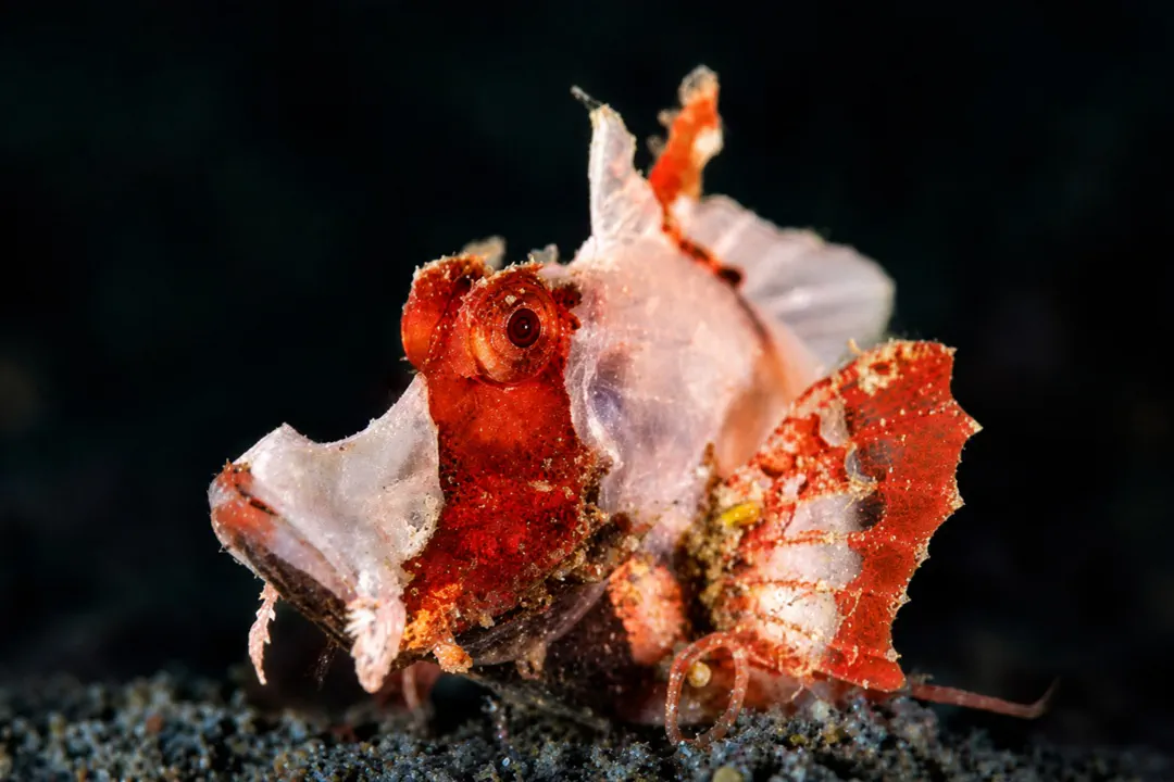 Filamentous Scorpionfish (orange) (Hipposcorpaena filamentosa)