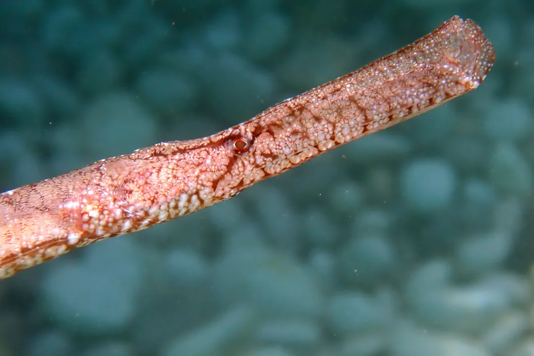 ​​​​​​​Broadnosed pipefish