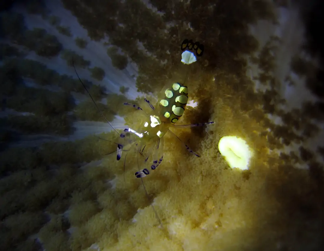 Seabook: Peacock-tail Anemone Shrimp