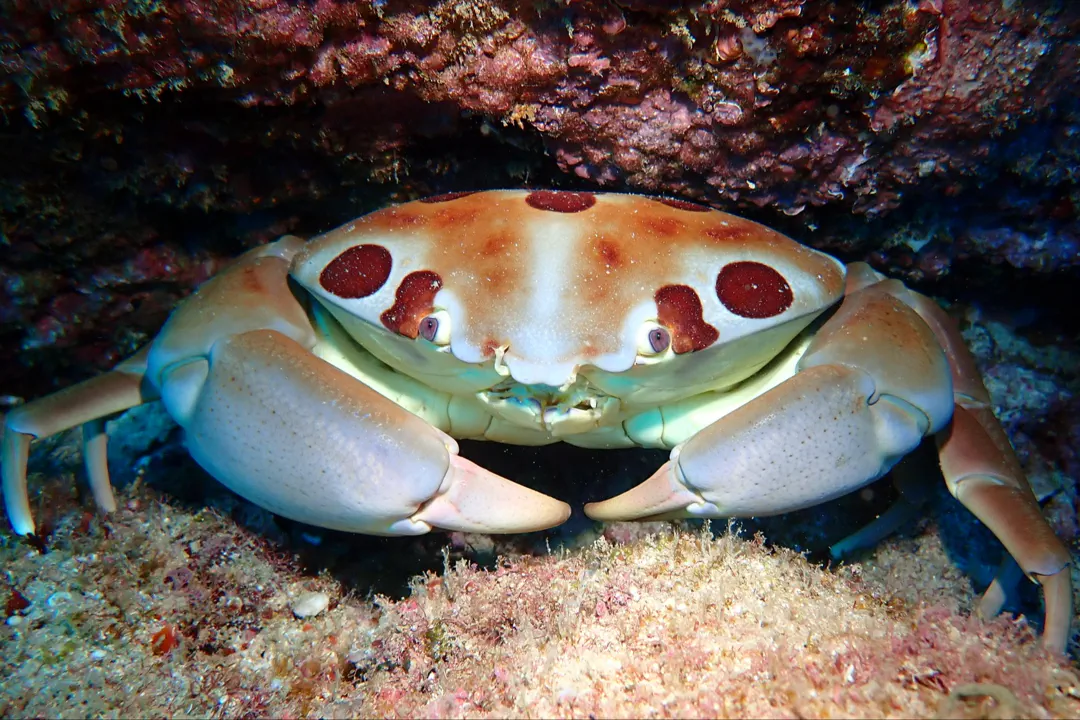 Spotted Reef Crab (Carpilius maculatus)