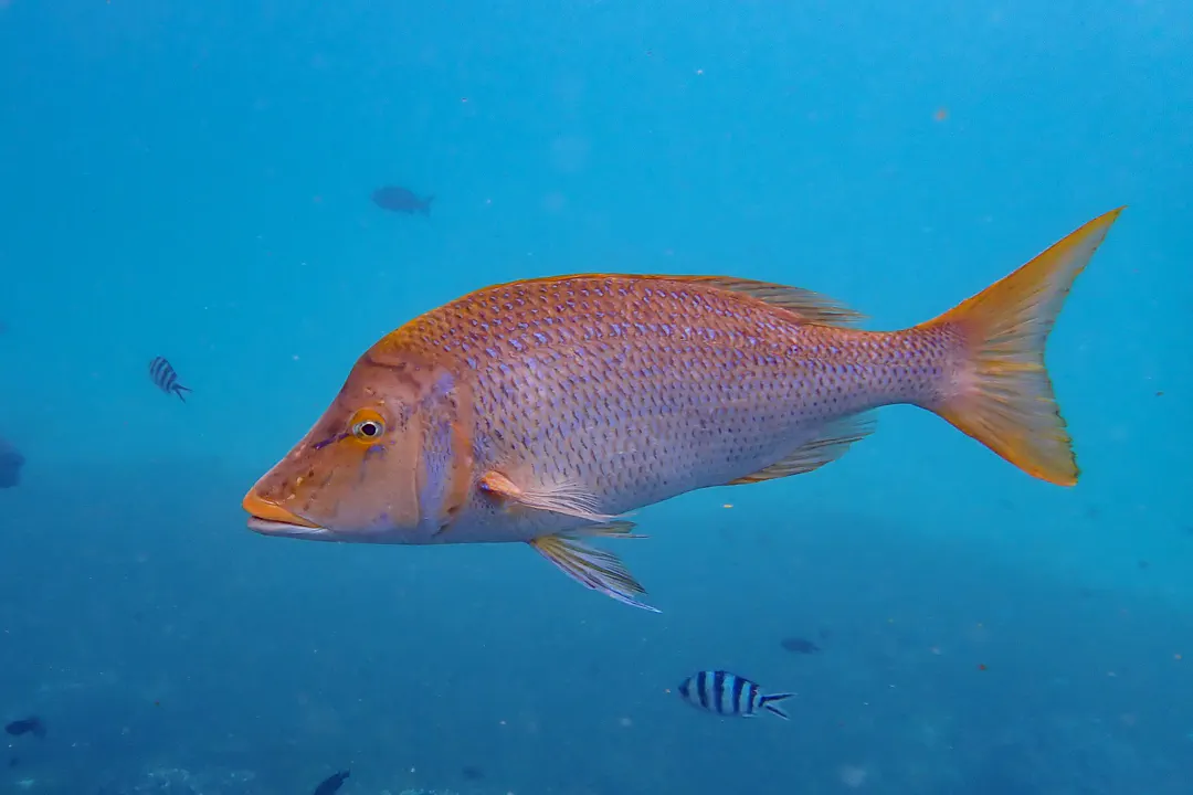 Spangled Emperor (Lethrinus nebulosus)