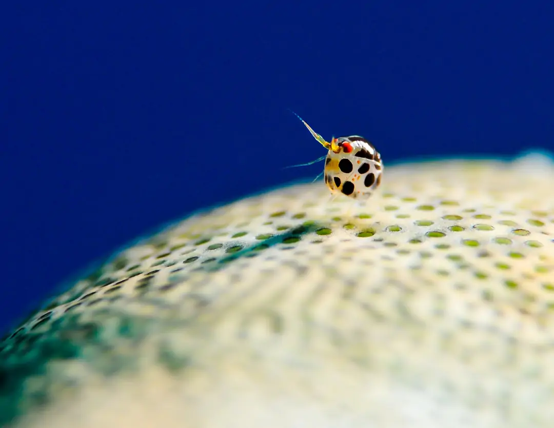 Seabook: Cyproidea sp