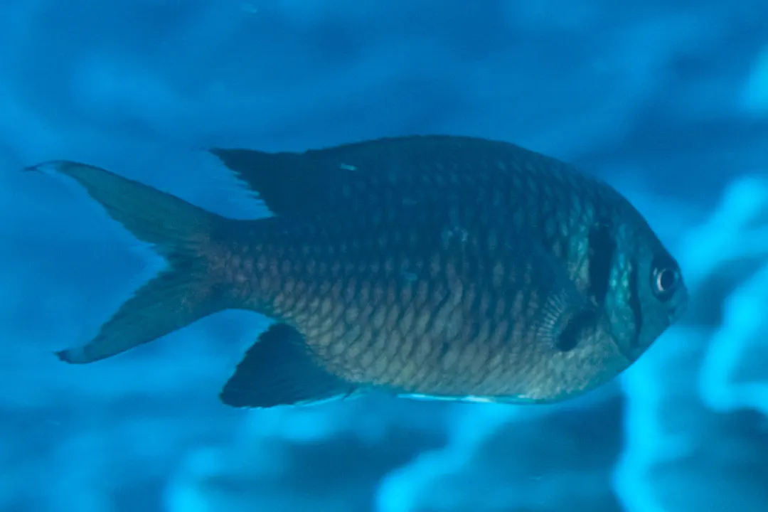 Doublebar Chromis (Chromis opercularis)
