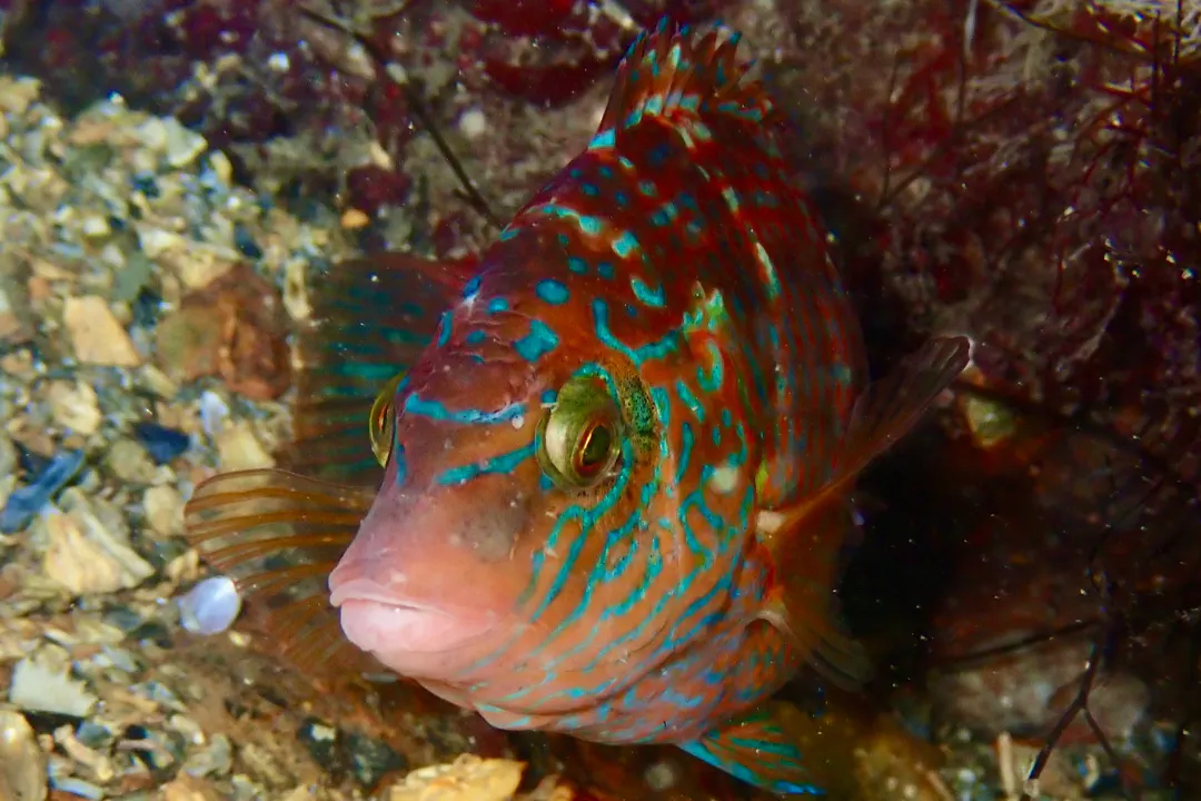 Corkwing Wrasse (male)