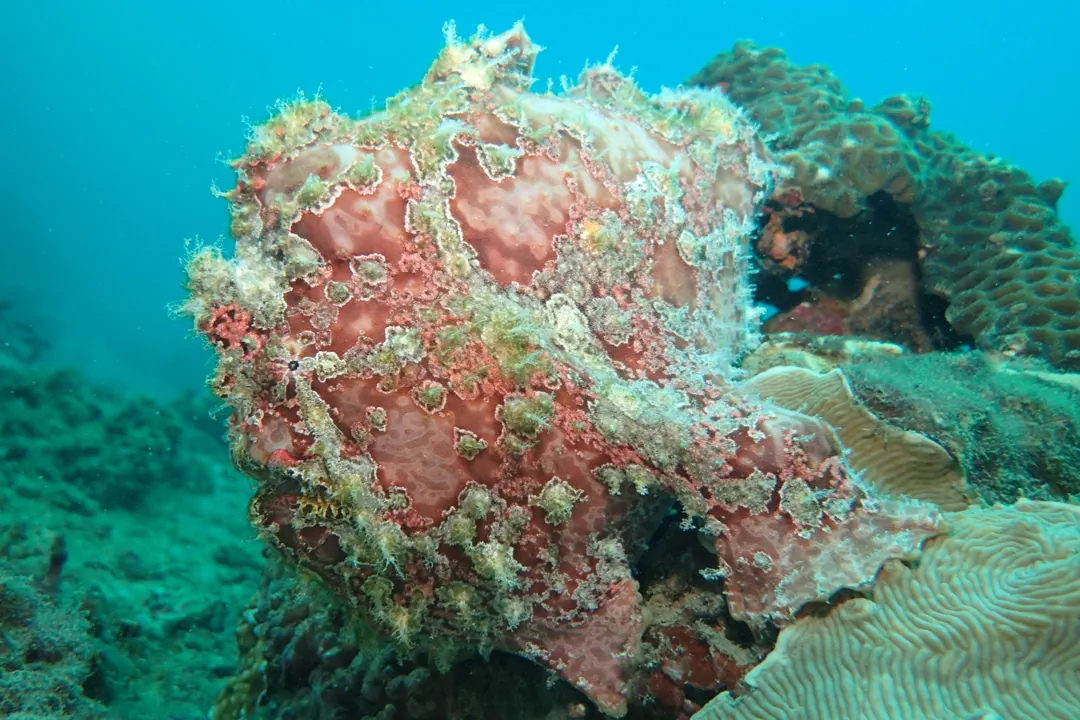 Giant Frogfish (red)