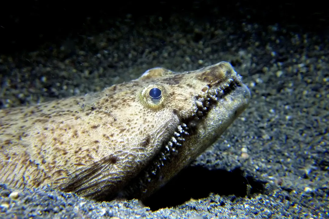 Stargazer Snake Eel (Brachysomophis cirrocheilos)