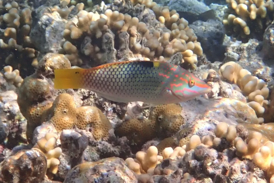 Checkerboard Wrasse (Halichoeres hortulanus)