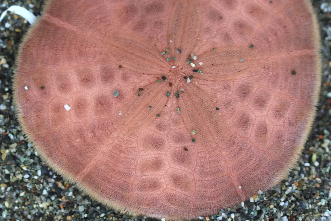 Common Sand Dollar