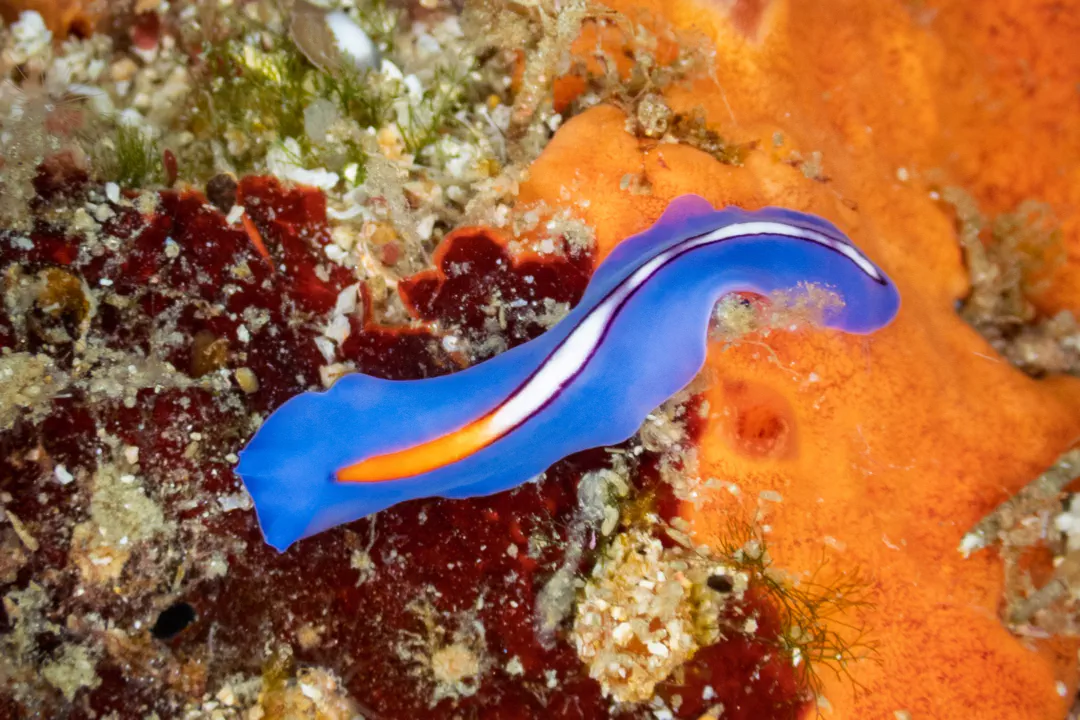Racing Stripe Flatworm (Pseudoceros bifurcus)