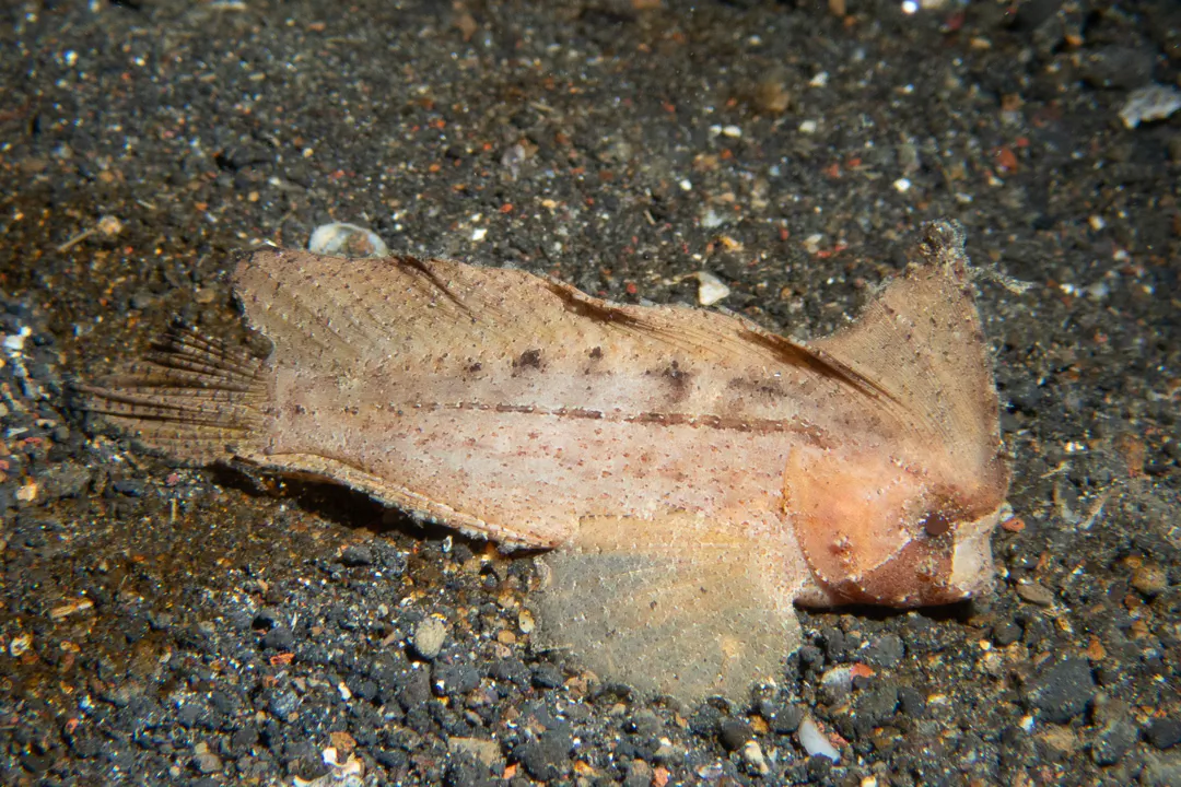 Cockatoo Waspfish (pale)