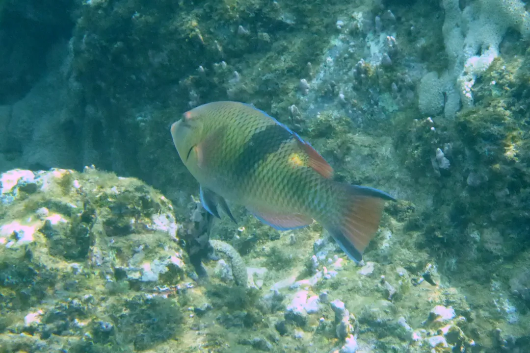 Blackbar Hogfish