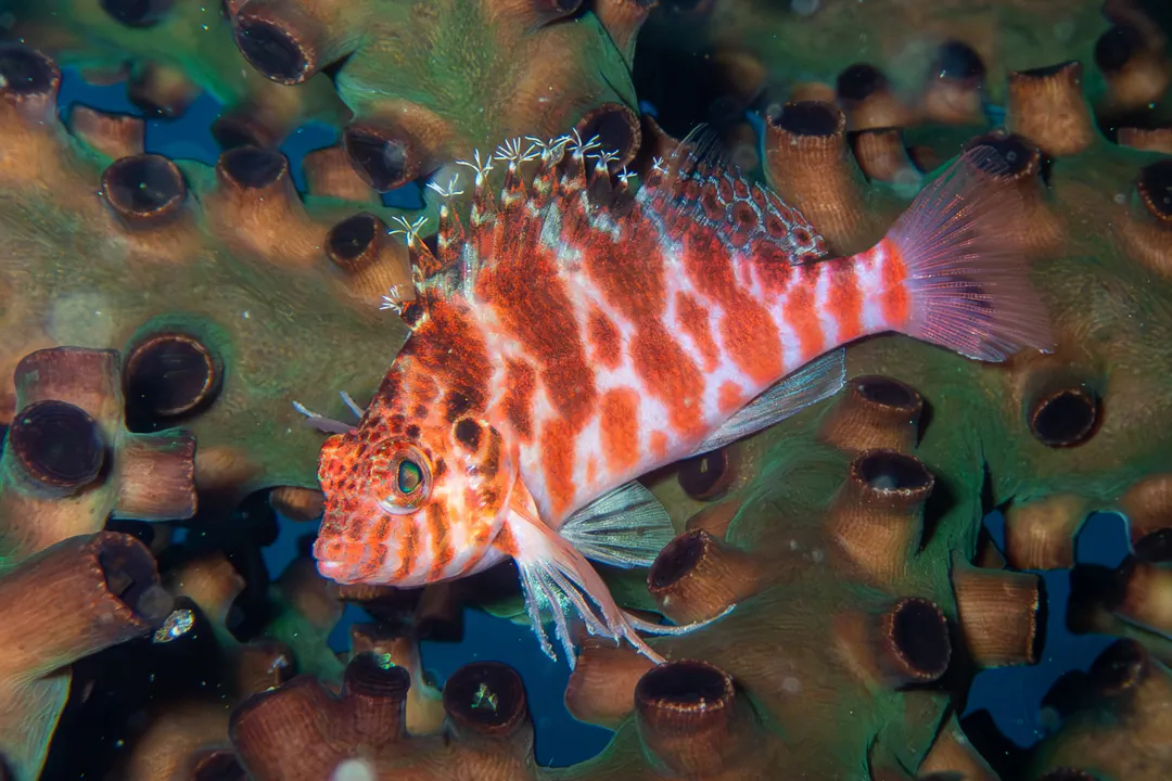 Spotted hawkfish (Cirrhitichthys aprinus)