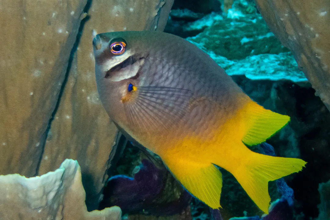 Indo-Pacific Yellowtail Damsel (Neoglyphidodon nigroris)