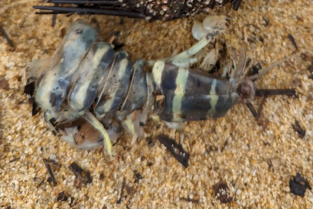 Golden Mantis Shrimp