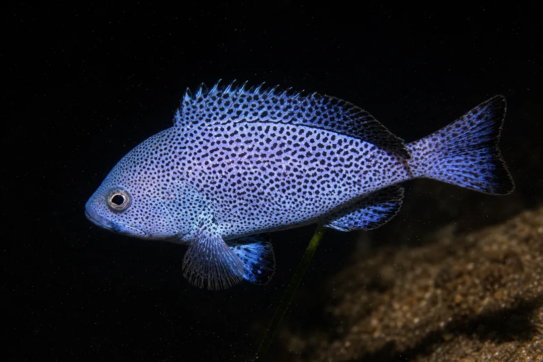 Blue Maori Cod