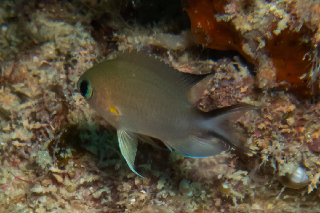 Ambon Chromis