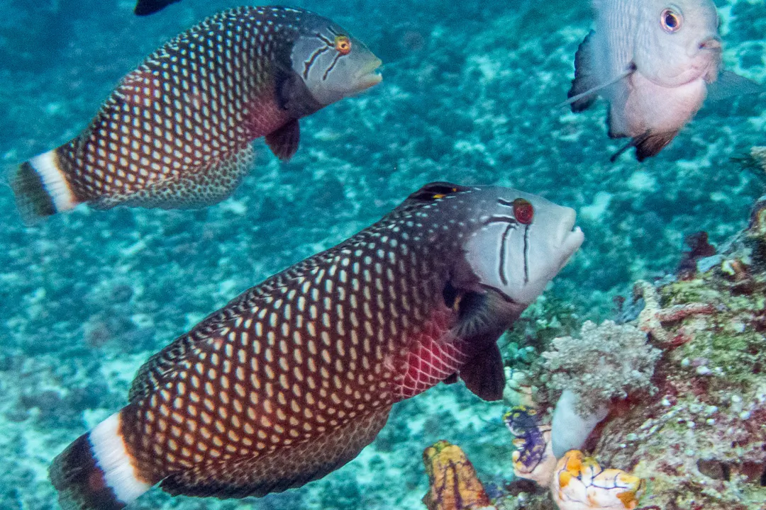 Rockmover Wrasse (Novaculichthys taeniourus)