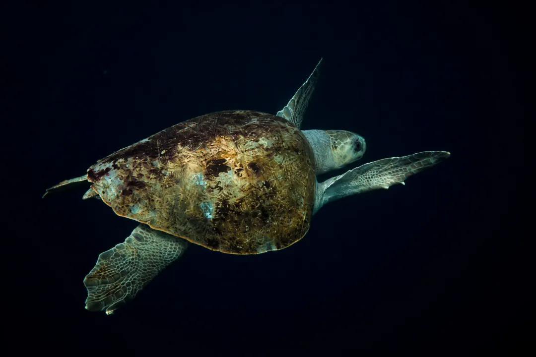 Olive Ridley Sea Turtle (Lepidochelys olivacea)