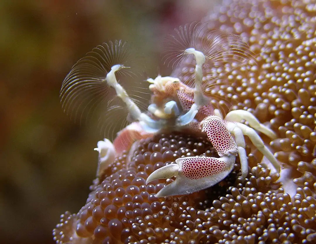 Seabook: Spotted Porcelain Crab