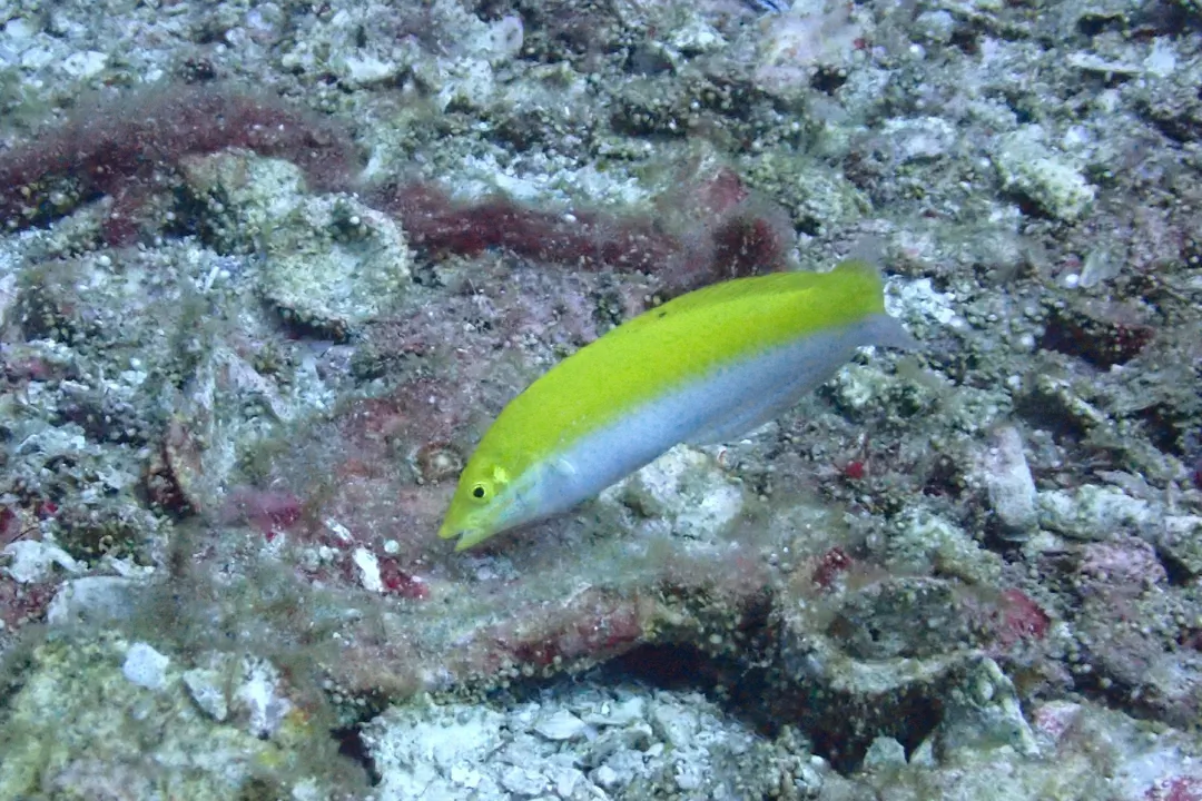 Canarytop Wrasse (Halichoeres leucoxanthus)