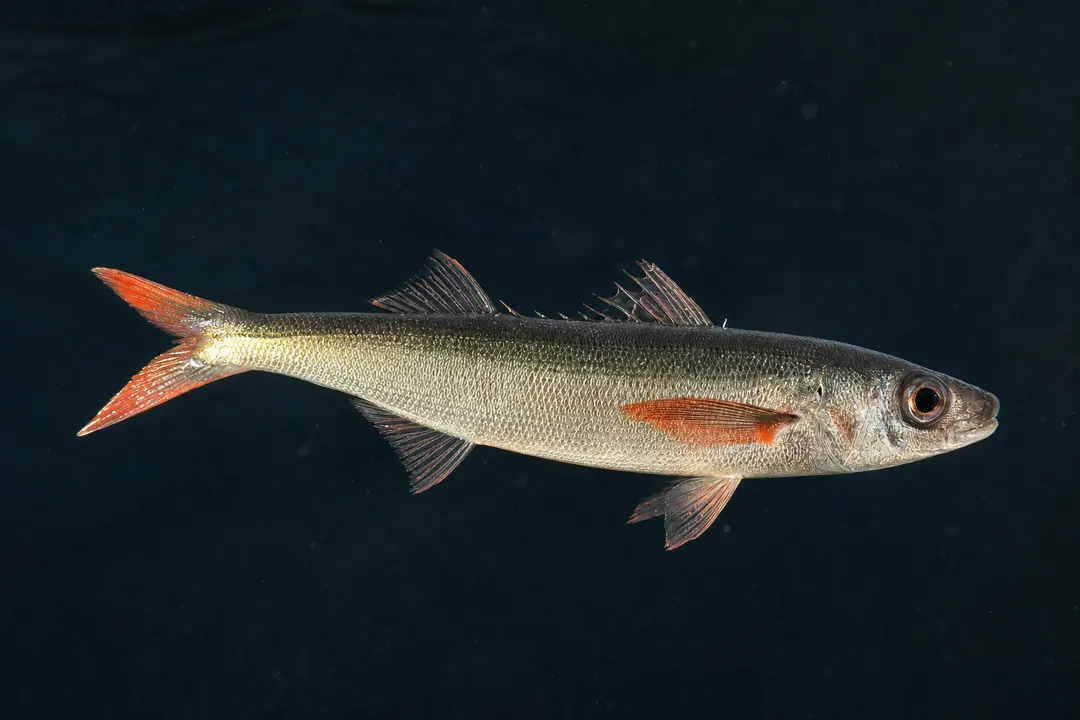 Redbait (Emmelichthys nitidus)