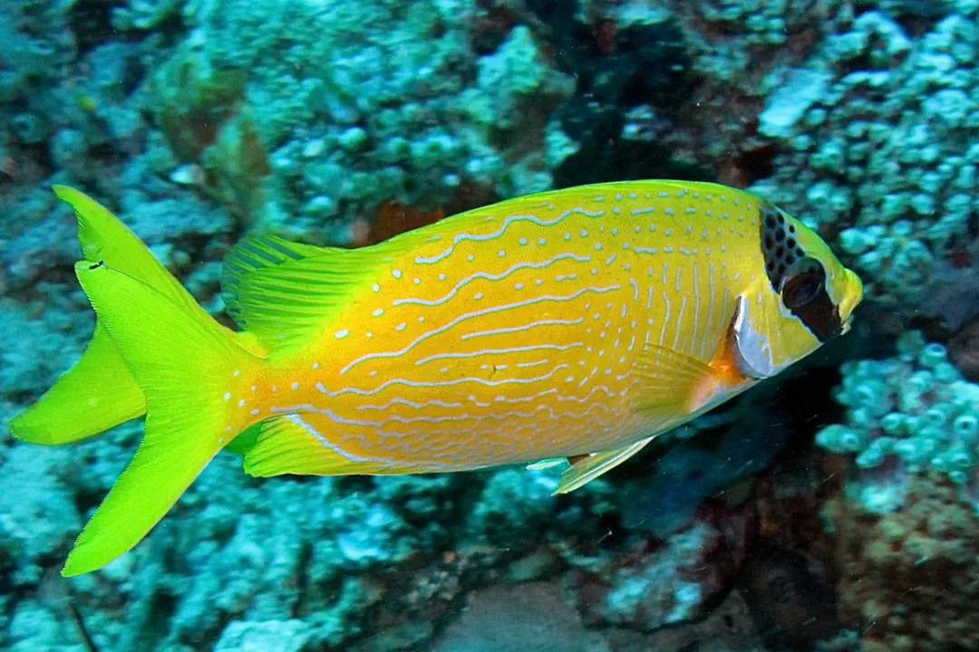 Masked Rabbitfish (Siganus puellus)