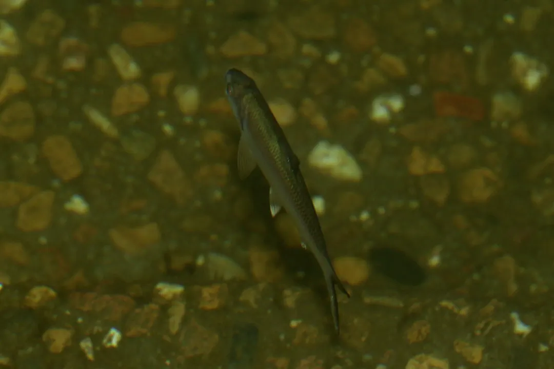 Bony Bream (Nematalosa erebi)