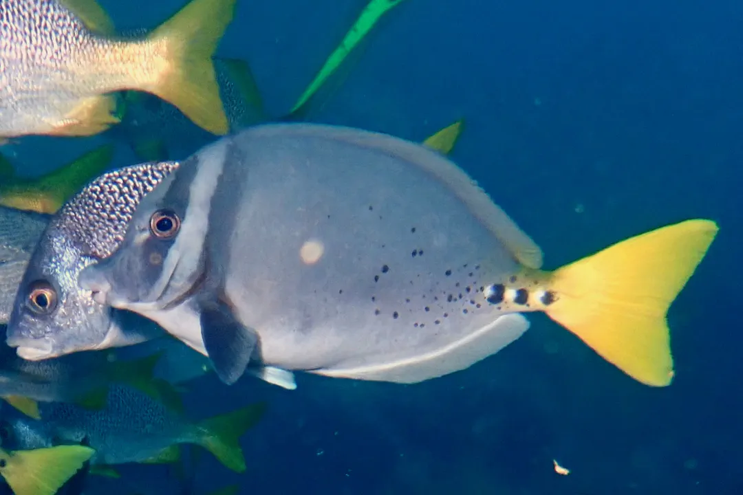 Razor Surgeonfish (Prionurus laticlavius)