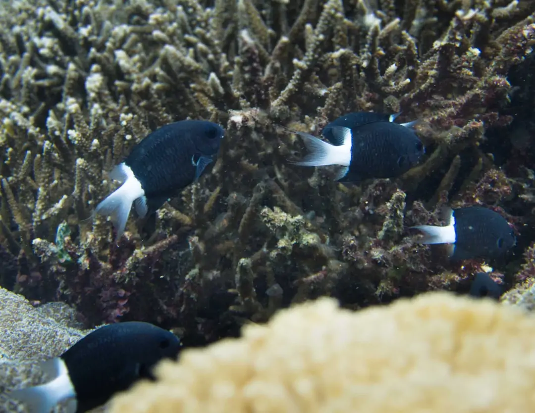 Seabook: Bicolor Chromis