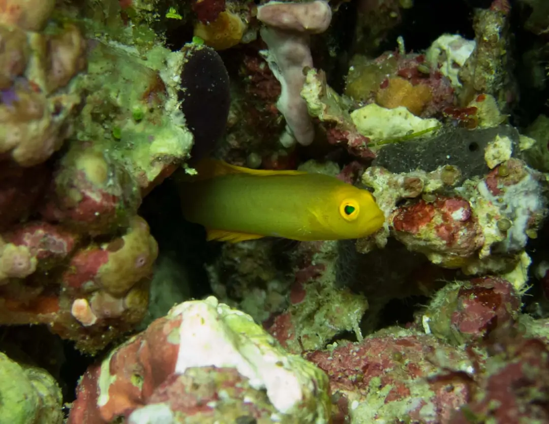 Seabook: Inornate Dottyback