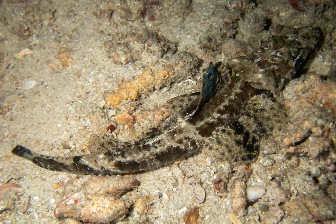 Crocodilefish (juvenile)