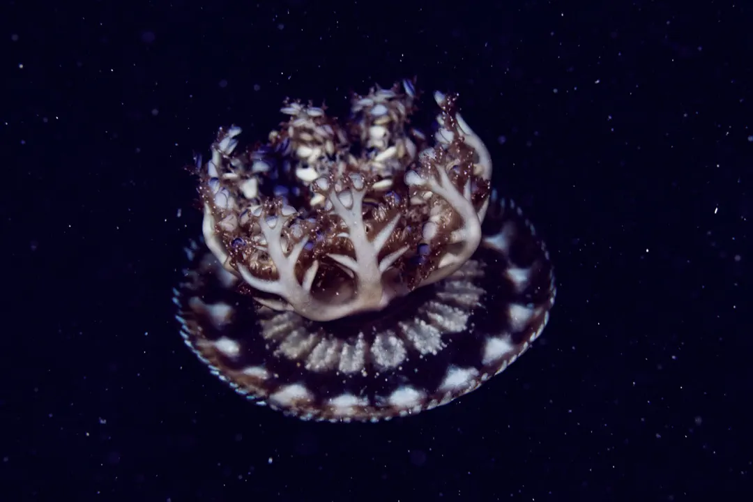 Upsidedown Jelly (Cassiopea andromeda)
