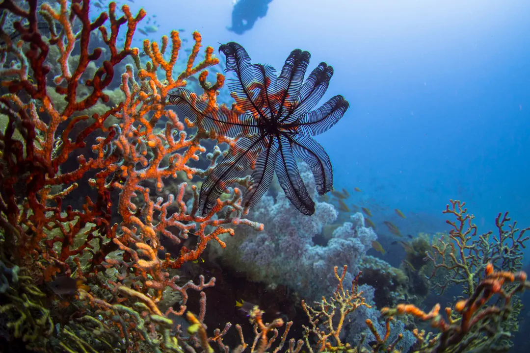 Spinose Feather Star (Colobometra perspinosa)