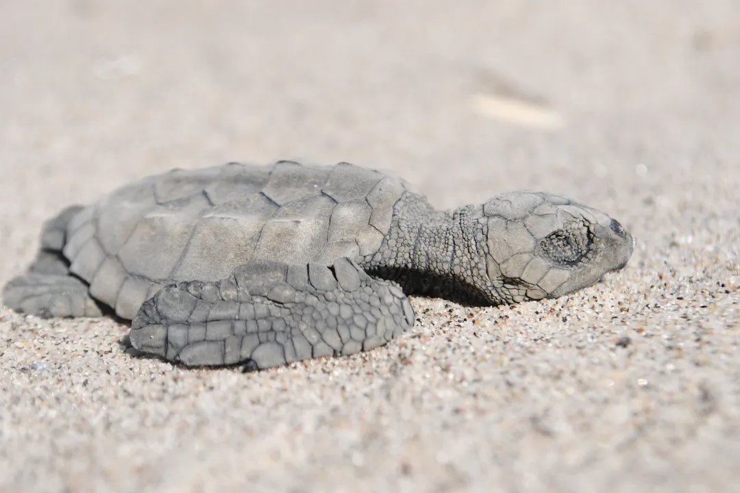 Kemp's Ridley Sea Turtle