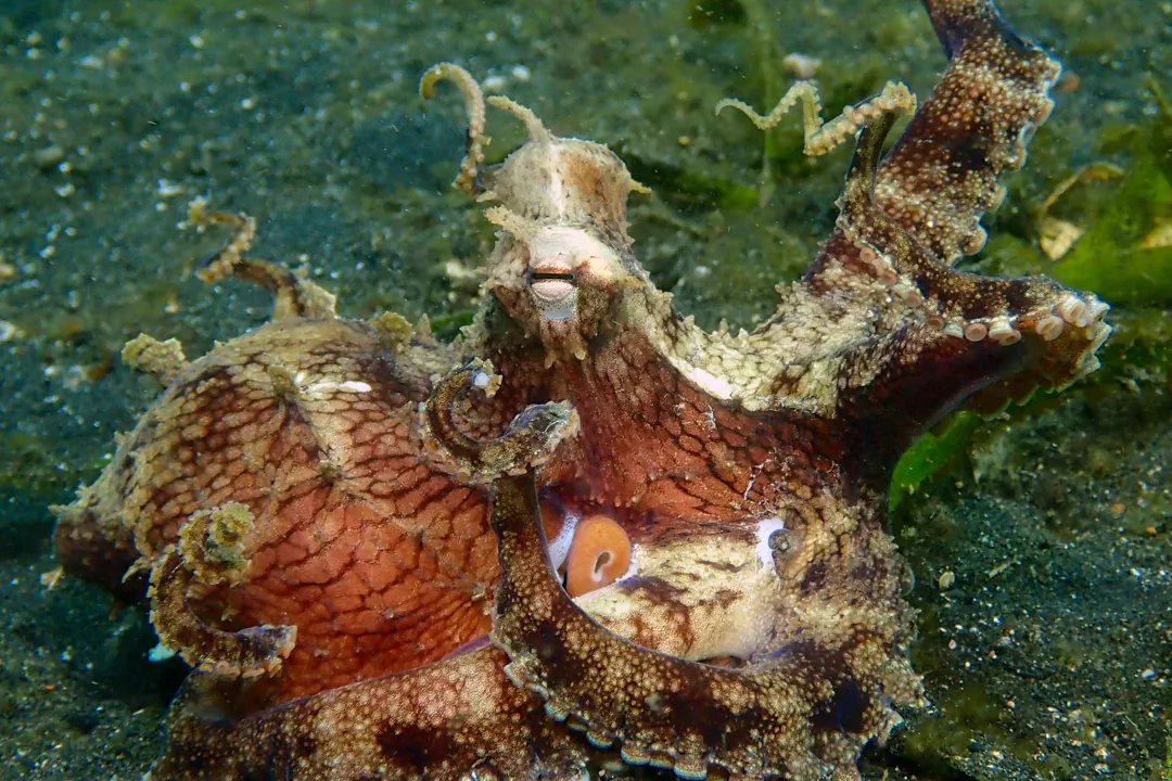 Singapore's Unexpected Underwater World