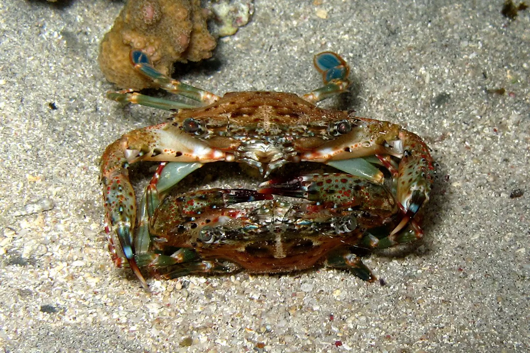 Thalamita coeruleipes (Thalamita coeruleipes)