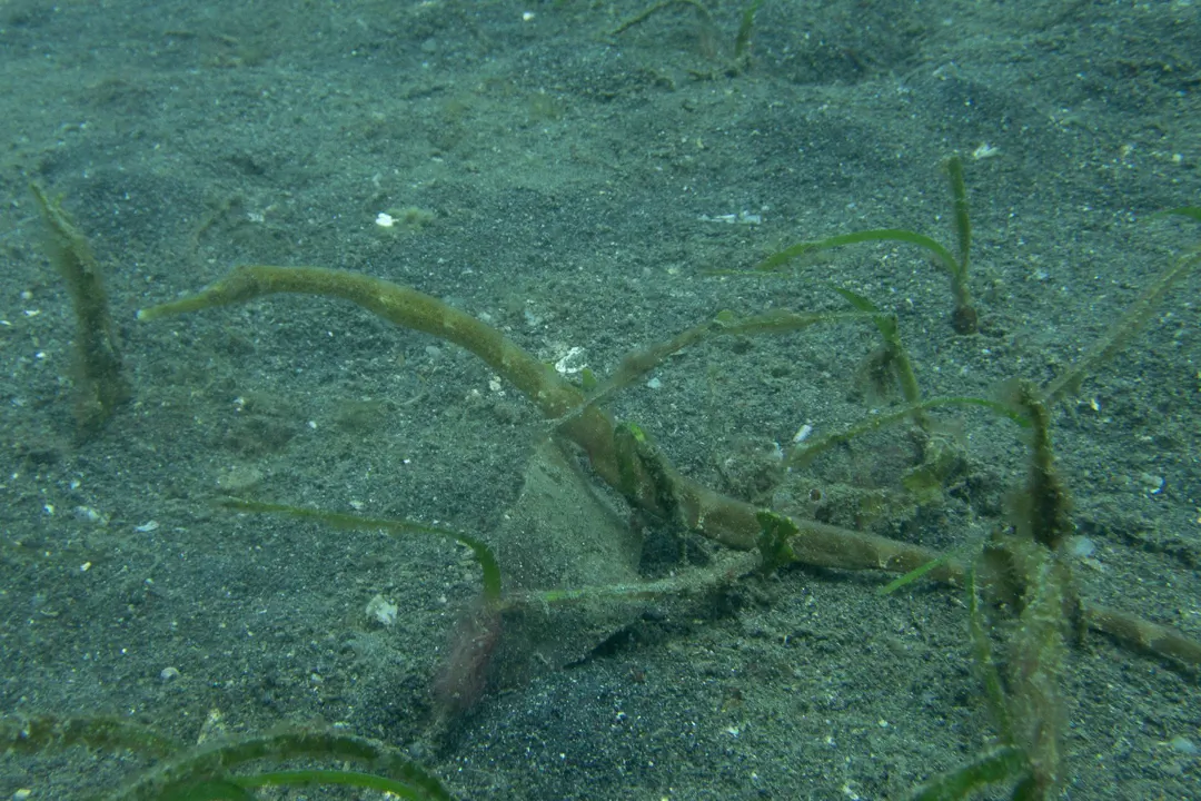 Bentstick Pipefish (green)