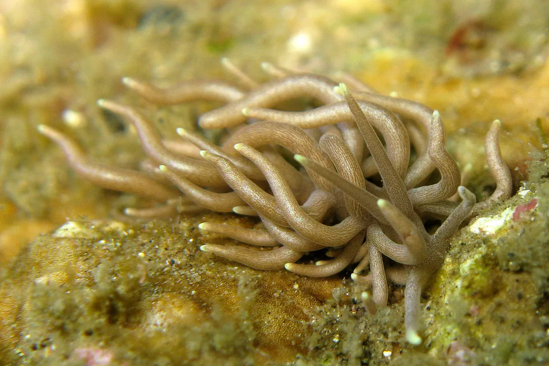 Yellow-Tipped Phyllodesmium (Phyllodesmium briareum)