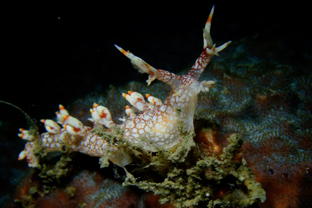 Adams’ Bornella