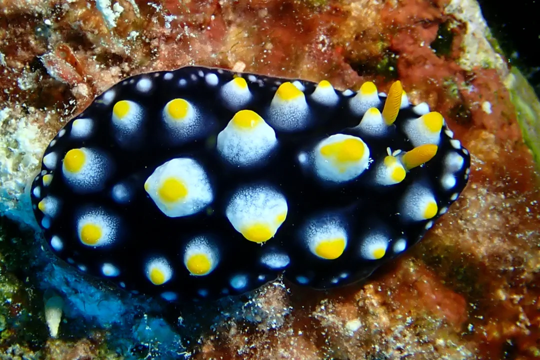 Madang Phyllidia