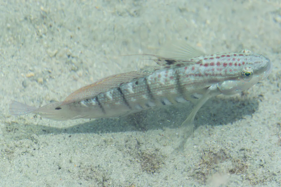 Tailspot Goby (Amblygobius semicinctus)