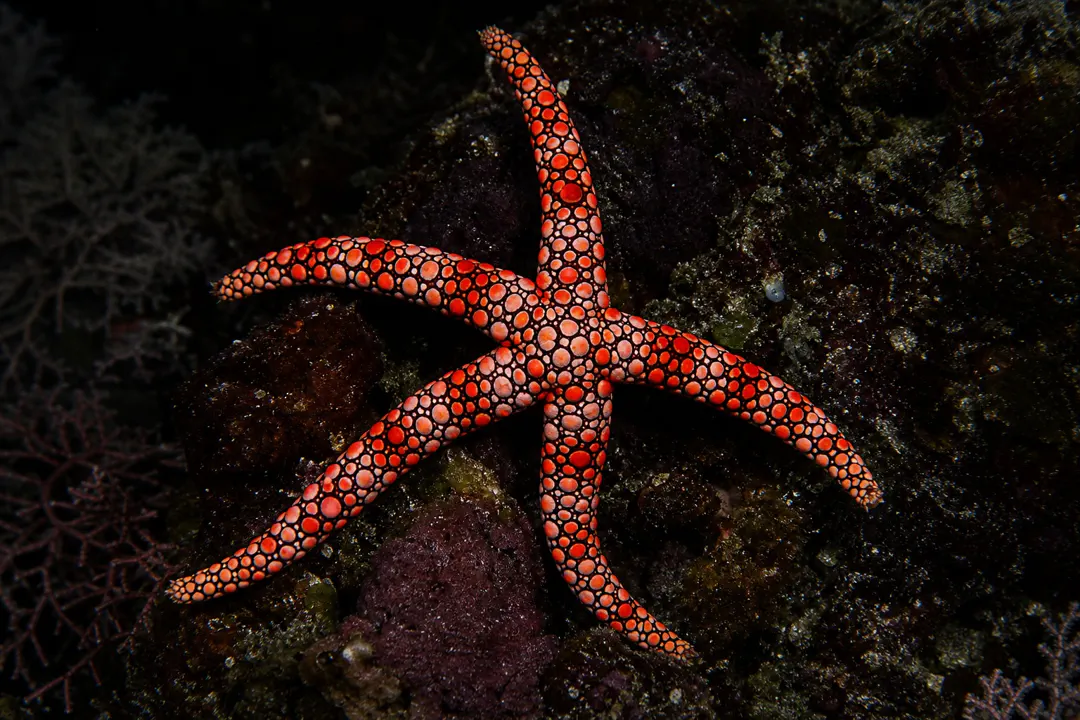 Rose Sea Star (Nardoa rosea)