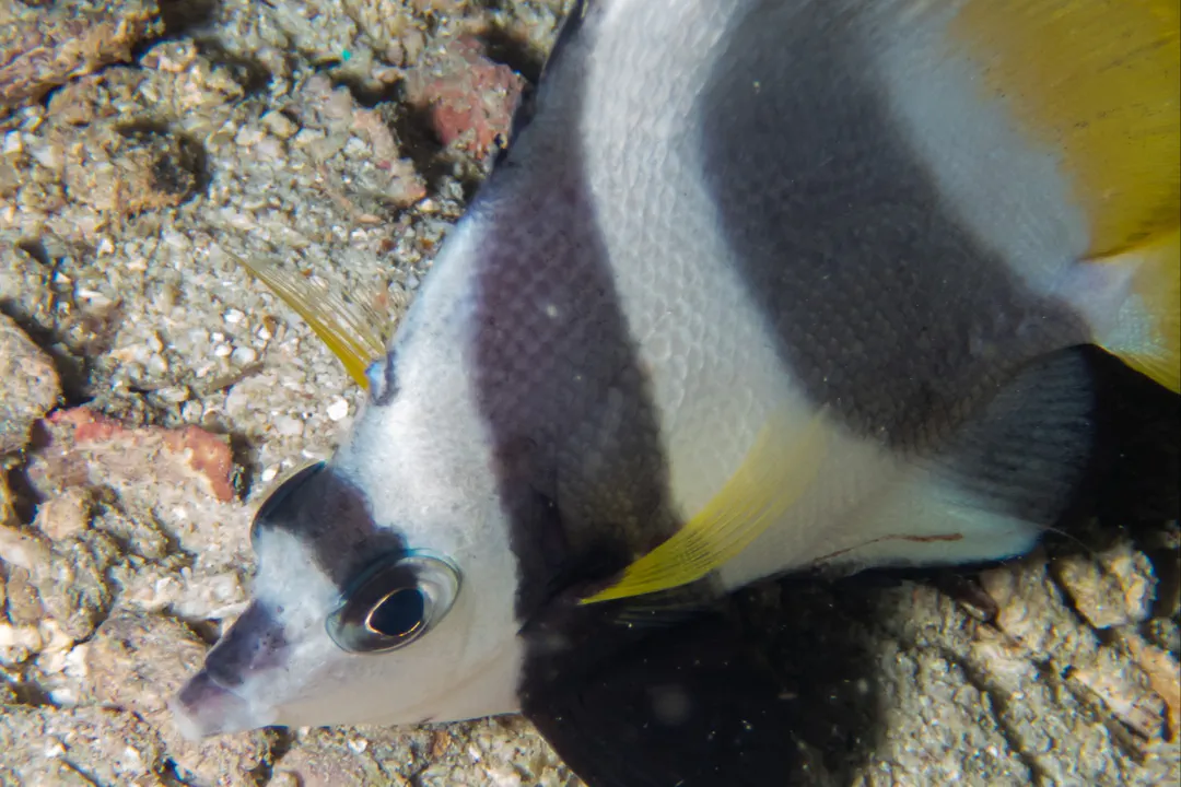 Pennant Coralfish